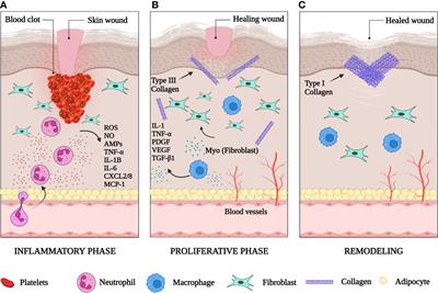 Frontiers | Skin Immunity In Wound Healing And Cancer